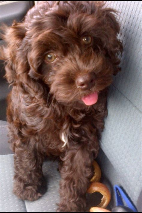 There is one male (tri colored) and five females (black, black and. 37 best Oodle Spoodle / Cockerpoo / Cockapoo images on ...