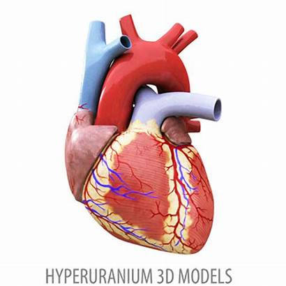 Heart Human Clipart 3d Obj Hearts Anatomy