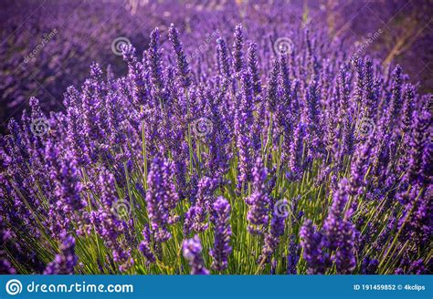 Famous Lavender Fields In France Provence Stock Photo Image Of Blue