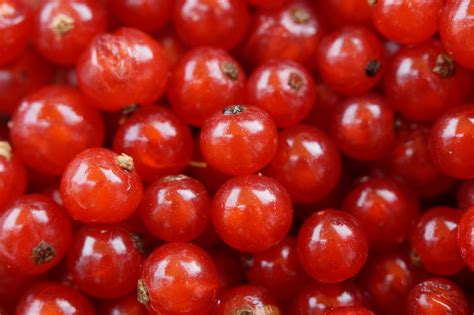 Red Round Small Fruit · Free Stock Photo