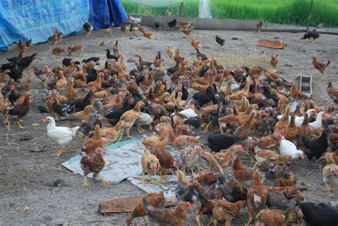 Pasaran ayam kampung di bandar hangat dipasaran. Ternakan Ayam Kampung Organik: July 2010