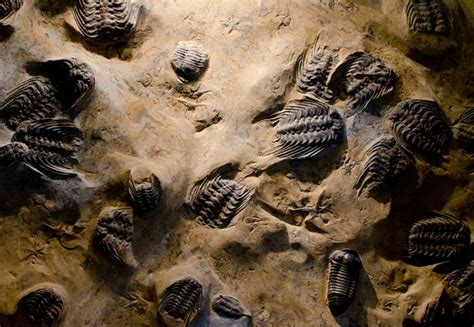 Diverse Fossils Of Over 350 Mammals From 115 Million Years Ago