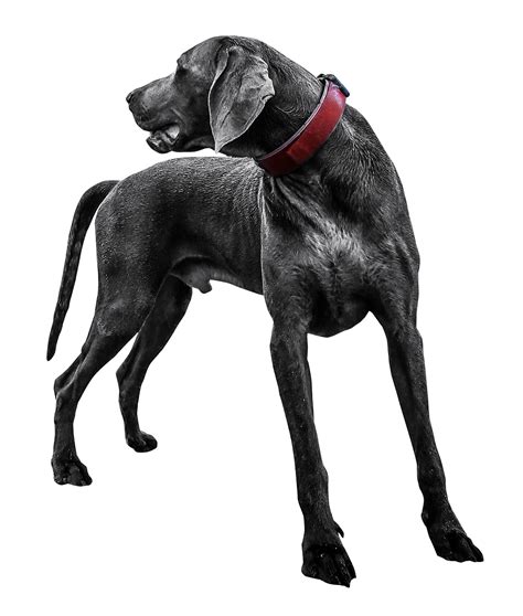 Black Dog Png Transparent Images Png All