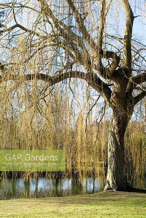 Gap Gardens Salix Large Weeping Willow Tree In Winter By The Water