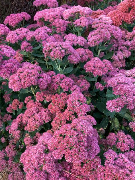 5 Must Have Perennials For Fall Color Baxter Gardens
