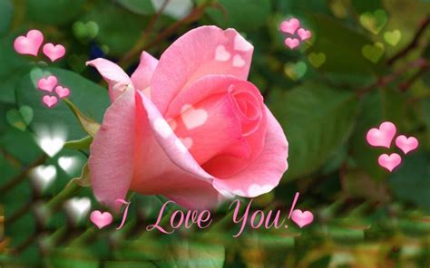 Hd I Love You Pink Rose For Valentines Day Wallpaper Download