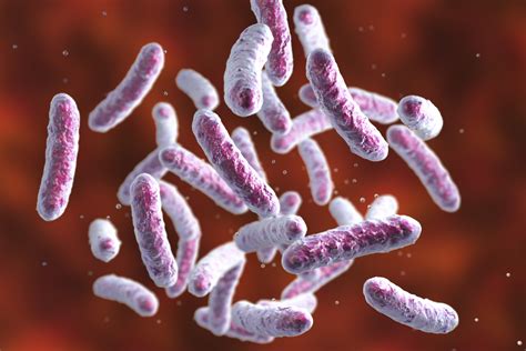 Salmonella is a bacterium that causes one of the most common foodborne illnesses in the us. Salmonella outbreak in six provinces, 23 sick in B.C. - NEWS 1130