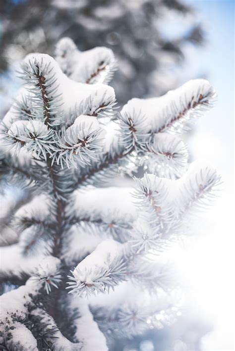 Branch Needles Snow Winter Blur Hd Phone Wallpaper Peakpx
