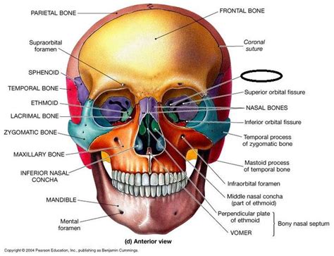 Facial Bones Skull Anatomy Skeletal System Anatomy