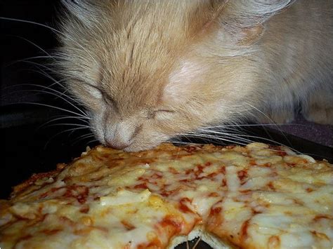 17 Cats Eating Pizza Funny Animals Cute Animals Slice Of Life