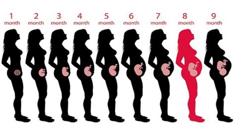 9 Month Baby Weight Chart