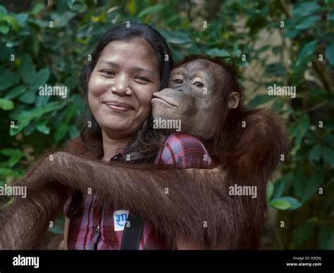 Orangutan Hugging And Kissing A Female Tourist At Safari World Bangkok