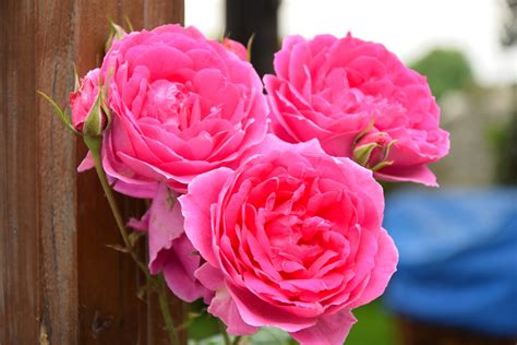 Ingyenes Képek Virág Virágszirom Nyár Rózsaszín Kertművészet