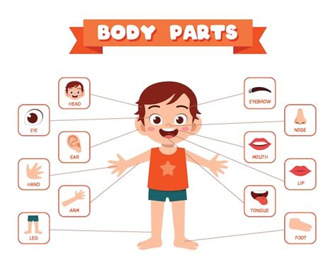 Body Parts Images Free Vectors Stock Photos And Psd