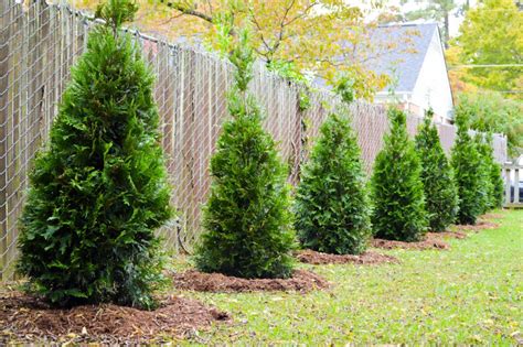 Best 3 Plants For Privacy Fences Green Side Up Garden And Ts