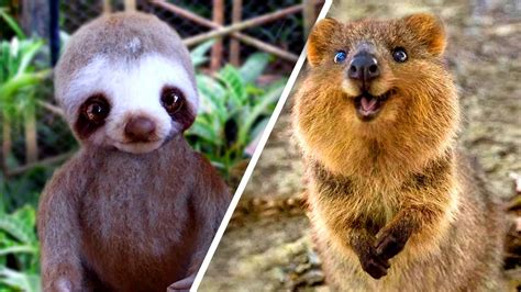 Omg Cutest Wild Baby Animals In The World Ever Youtube