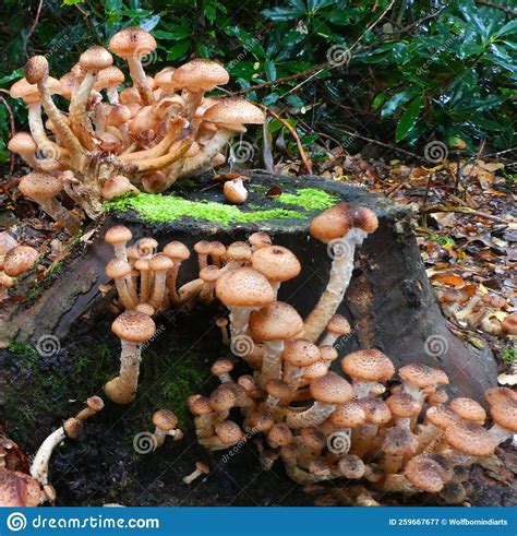 Clusters Of Edible Mushrooms Stock Image Image Of Color Food 259667677