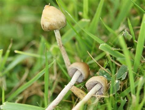 Magic Mushroom Identification App All Mushroom Info