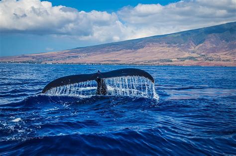 Hd Wallpaper Humpback Whale Breaching Tail Ocean Mammal Marine