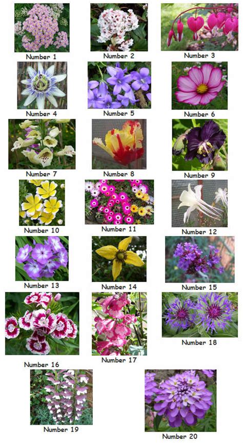 Shop next flowers online with flexible delivery options. Our Plot at Green Lane Allotments: Can you identify these ...