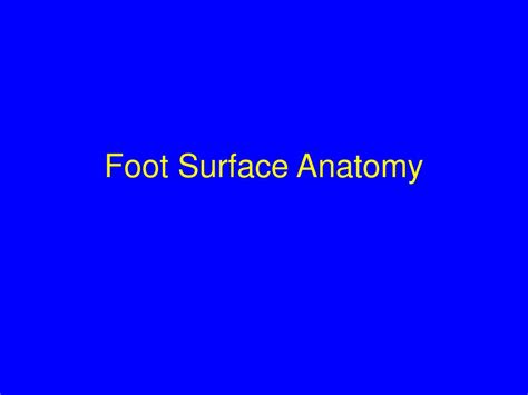 Ppt Foot Surface Anatomy Powerpoint Presentation Free Download Id