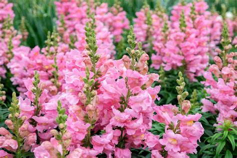 23 Of The Best Snapdragon Varieties To Grow At Home