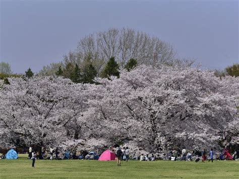 See by chloé summer 2021 1日をロマンチックに演出するコレクション. 国営昭和記念公園の桜｜花見特集2021