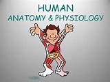 Human Anatomy And Physiology Online College Course