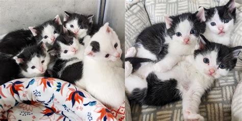 5 Kittens Come Out Of Their Shells Together When They Realize They Are
