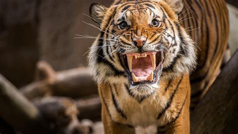 Free Download Hd Wallpaper Brown Tiger Animals Animal Themes