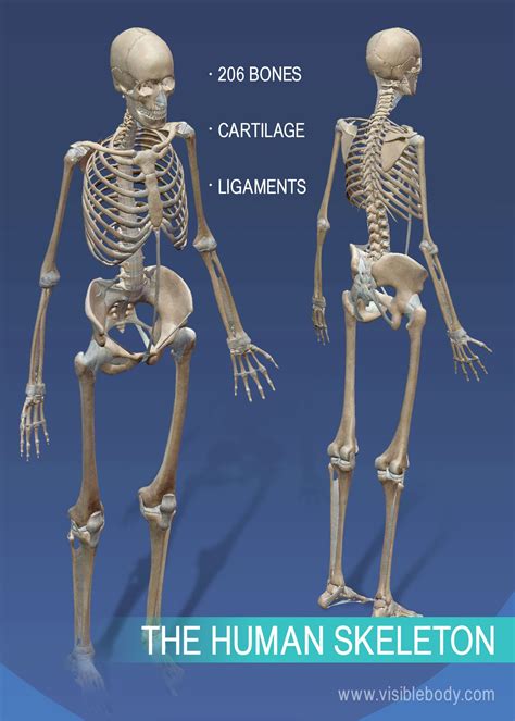A distinctive characteristic of humans as compared with other mammals is erect posture. Overview of Skeleton | Learn Skeleton Anatomy