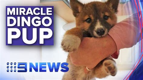 Stray Pup Discovered To Be Rare Mountain Dingo Nine News Australia