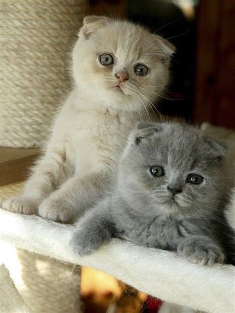 17 Cutest Kittens Ever Photographed In The World Pictures And Video Reckon Talk