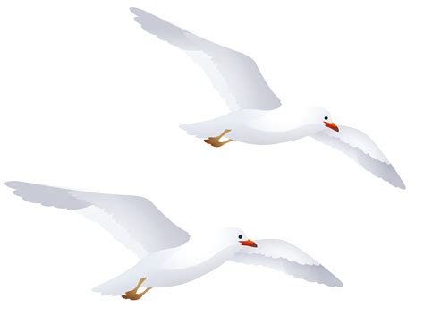 Dominican Seagulls Clipart Clipground