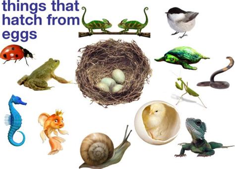 Things That Hatch From Eggs Oviparous Animals Spring Preschool