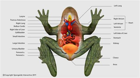 Inside A Frog Labeled Best Science Images Pinterest