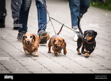 Dachshunds High Resolution Stock Photography And Images Alamy