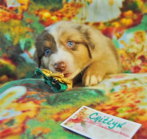 Shamrock Rose Aussies Update New Pictures Added Of Available Puppies 6 26 15 Scroll Down To