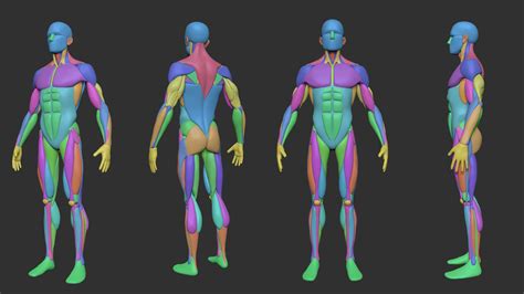 Artstation Simplified Anatomy Basemesh 3 Pack Resources