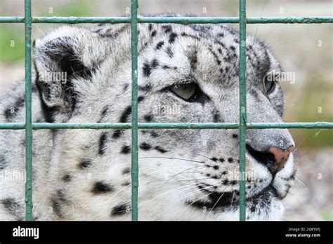 Laila Snow Leopard Panthera Uncia Big Cat Sanctuary Headcorn