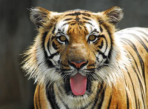 Harimau Malaya Memang Rizalis Ent Flickr