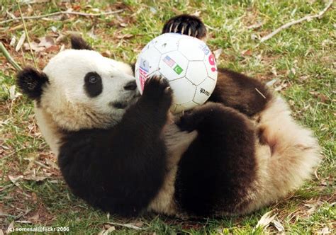 30 Photos Cute Animals Play Ball Free Download Wallpaper Printable