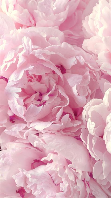 Peonies Wallpaper Pink Wallpaper Iphone Flower Iphone Wallpaper