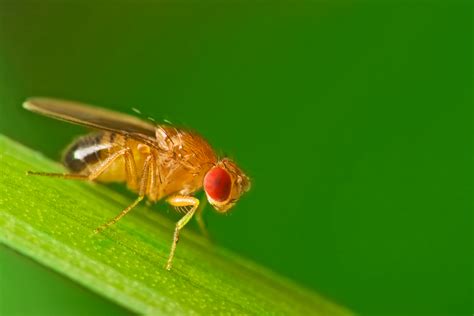 What Do Fruit Flies Look Like Fruit Fly Identification And Anatomy