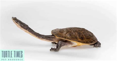 Snake Neck Turtle Information And Facts Turtle Times