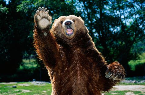 Grizzly Bear On Hind Legs Photograph By Panoramic Images Pixels