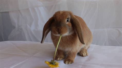 Cute Bunny Eating Dandelion Flowers Youtube