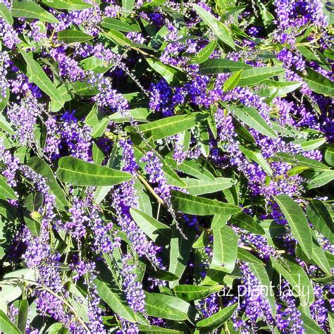 Save your seed archives picket fence greenhouse/ gardens. A Lilac for the Desert? Another Great Lesser-Known Plant ...