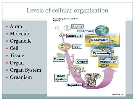 Ppt Levels Of Cellular Organization Powerpoint Presentation Free