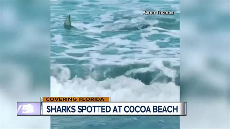 Sharks Caught On Camera Swimming Just Feet From Fla Shore